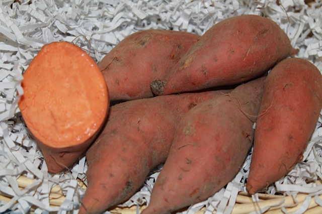 Hernandez Sweet Potato, bulk size: 24 slips